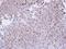 Proteasome Subunit Alpha 7 antibody, LS-C185426, Lifespan Biosciences, Immunohistochemistry frozen image 