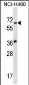 Leucine Rich Repeat And Ig Domain Containing 3 antibody, PA5-71939, Invitrogen Antibodies, Western Blot image 