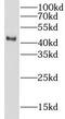 Lysosomal acid lipase/cholesteryl ester hydrolase antibody, FNab04793, FineTest, Western Blot image 