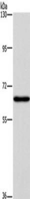 Solute Carrier Family 6 Member 1 antibody, TA351203, Origene, Western Blot image 