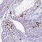 Histone Cluster 4 H4 antibody, NBP2-54695, Novus Biologicals, Western Blot image 