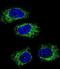 Heat Shock Protein 90 Beta Family Member 1 antibody, LS-B11796, Lifespan Biosciences, Immunofluorescence image 