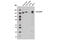 CD13 antibody, 13721S, Cell Signaling Technology, Western Blot image 