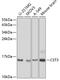 Cystatin C antibody, 14-892, ProSci, Western Blot image 