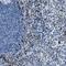 Fibroleukin antibody, NBP1-87198, Novus Biologicals, Immunohistochemistry frozen image 