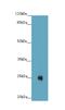 Family With Sequence Similarity 3 Member C antibody, LS-C397270, Lifespan Biosciences, Western Blot image 