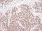 MYC Associated Factor X antibody, A302-866A, Bethyl Labs, Immunohistochemistry frozen image 