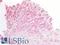 Malate Dehydrogenase 1 antibody, LS-B16865, Lifespan Biosciences, Immunohistochemistry paraffin image 