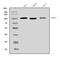 Myb-related protein B antibody, A02597, Boster Biological Technology, Western Blot image 