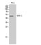Potassium Voltage-Gated Channel Subfamily J Member 16 antibody, A10858-1, Boster Biological Technology, Western Blot image 