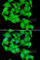 Protein Kinase D3 antibody, A7084, ABclonal Technology, Immunofluorescence image 