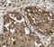 Cyclin B2 antibody, FNab02123, FineTest, Immunohistochemistry frozen image 