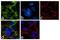 Solute Carrier Family 6 Member 4 antibody, 702076, Invitrogen Antibodies, Immunofluorescence image 