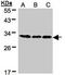 B Cell Receptor Associated Protein 31 antibody, orb73925, Biorbyt, Western Blot image 
