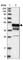 Coxsackievirus and adenovirus receptor antibody, HPA030411, Atlas Antibodies, Western Blot image 