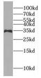 GTPase, IMAP Family Member 7 antibody, FNab03459, FineTest, Western Blot image 