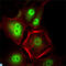 Cyclin Dependent Kinase 1 antibody, LS-C812423, Lifespan Biosciences, Immunofluorescence image 
