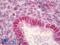 JunB Proto-Oncogene, AP-1 Transcription Factor Subunit antibody, LS-B7011, Lifespan Biosciences, Immunohistochemistry frozen image 