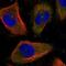 Centrosomal Protein 170 antibody, NBP2-34074, Novus Biologicals, Immunofluorescence image 