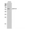 Cholinergic Receptor Muscarinic 5 antibody, LS-C384395, Lifespan Biosciences, Western Blot image 