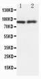 Heat Shock Protein 90 Beta Family Member 1 antibody, PA1340, Boster Biological Technology, Western Blot image 