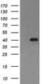 p38 MAPK antibody, LS-C174554, Lifespan Biosciences, Western Blot image 