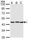 TAR DNA Binding Protein antibody, PA5-29949, Invitrogen Antibodies, Western Blot image 