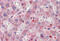 Steroid 5 Alpha-Reductase 1 antibody, MBS247793, MyBioSource, Immunohistochemistry frozen image 