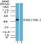 RUNX Family Transcription Factor 2 antibody, TA337060, Origene, Western Blot image 