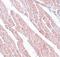 Transmembrane Protein 184C antibody, PA5-20933, Invitrogen Antibodies, Immunohistochemistry frozen image 