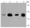 Ras antibody, NBP2-67097, Novus Biologicals, Western Blot image 