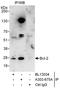 BCL2 antibody, A303-675A, Bethyl Labs, Immunoprecipitation image 