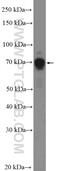 Protein Kinase C Zeta antibody, 26899-1-AP, Proteintech Group, Western Blot image 