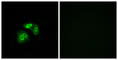 Vomeronasal 1 Receptor 5 (Gene/Pseudogene) antibody, abx015491, Abbexa, Western Blot image 