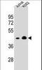 Olfactory Receptor Family 10 Subfamily A Member 4 antibody, LS-C163130, Lifespan Biosciences, Western Blot image 