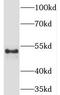 Trem-like transcript 4 protein antibody, FNab08961, FineTest, Western Blot image 