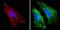 Actin Alpha 1, Skeletal Muscle antibody, MA5-14084, Invitrogen Antibodies, Immunofluorescence image 