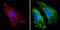 Actin Alpha 1, Skeletal Muscle antibody, MA5-14084, Invitrogen Antibodies, Immunofluorescence image 