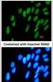 Developmental Pluripotency Associated 4 antibody, PA5-31214, Invitrogen Antibodies, Immunofluorescence image 