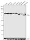 Dishevelled Segment Polarity Protein 2 antibody, 720060, Invitrogen Antibodies, Western Blot image 