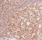 Protein Kinase, DNA-Activated, Catalytic Subunit antibody, NB600-1203, Novus Biologicals, Immunohistochemistry paraffin image 