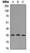 Granzyme M antibody, LS-C356080, Lifespan Biosciences, Western Blot image 
