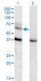 Mitogen-Activated Protein Kinase Kinase Kinase 7 antibody, H00006885-M04, Novus Biologicals, Western Blot image 