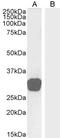 Growth Differentiation Factor 15 antibody, LS-B2413, Lifespan Biosciences, Western Blot image 