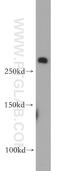 Fibrillin 2 antibody, 20252-1-AP, Proteintech Group, Western Blot image 