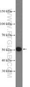 KAT8 regulatory NSL complex subunit 2 antibody, 27261-1-AP, Proteintech Group, Western Blot image 