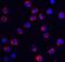 Transient Receptor Potential Cation Channel Subfamily C Member 6 antibody, 3899, ProSci, Immunofluorescence image 