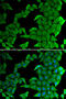 Histone methyltransferase SMYD2 antibody, 22-253, ProSci, Immunofluorescence image 