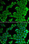 SET And MYND Domain Containing 2 antibody, 22-253, ProSci, Immunofluorescence image 