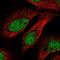 Activating signal cointegrator 1 antibody, PA5-65633, Invitrogen Antibodies, Immunofluorescence image 